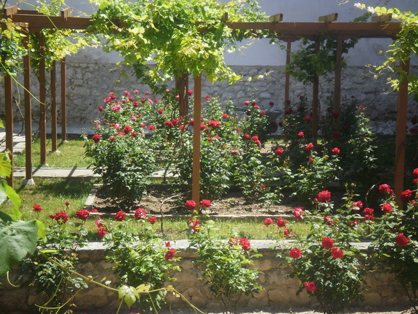 bahcha3.JPG - OLYMPUS DIGITAL CAMERA